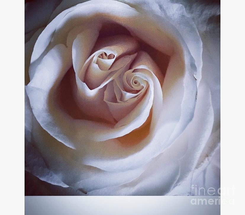 Flower Photograph - Rose in a Rose  by Katina Borges