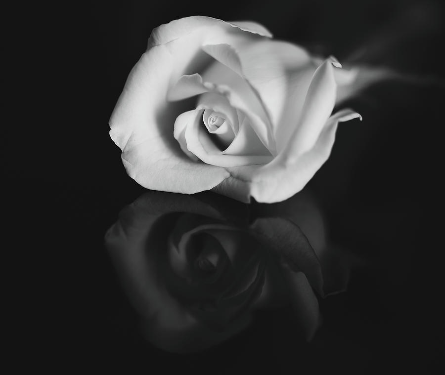 Still Life Photograph - Rose in black and white by Hyuntae Kim