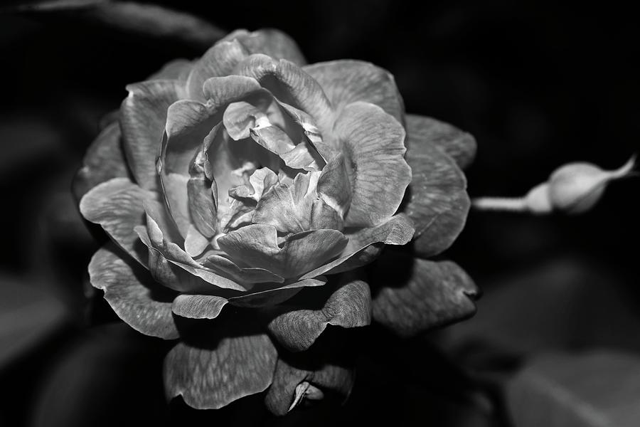 Rose in Black and White Photograph by Mingming Jiang
