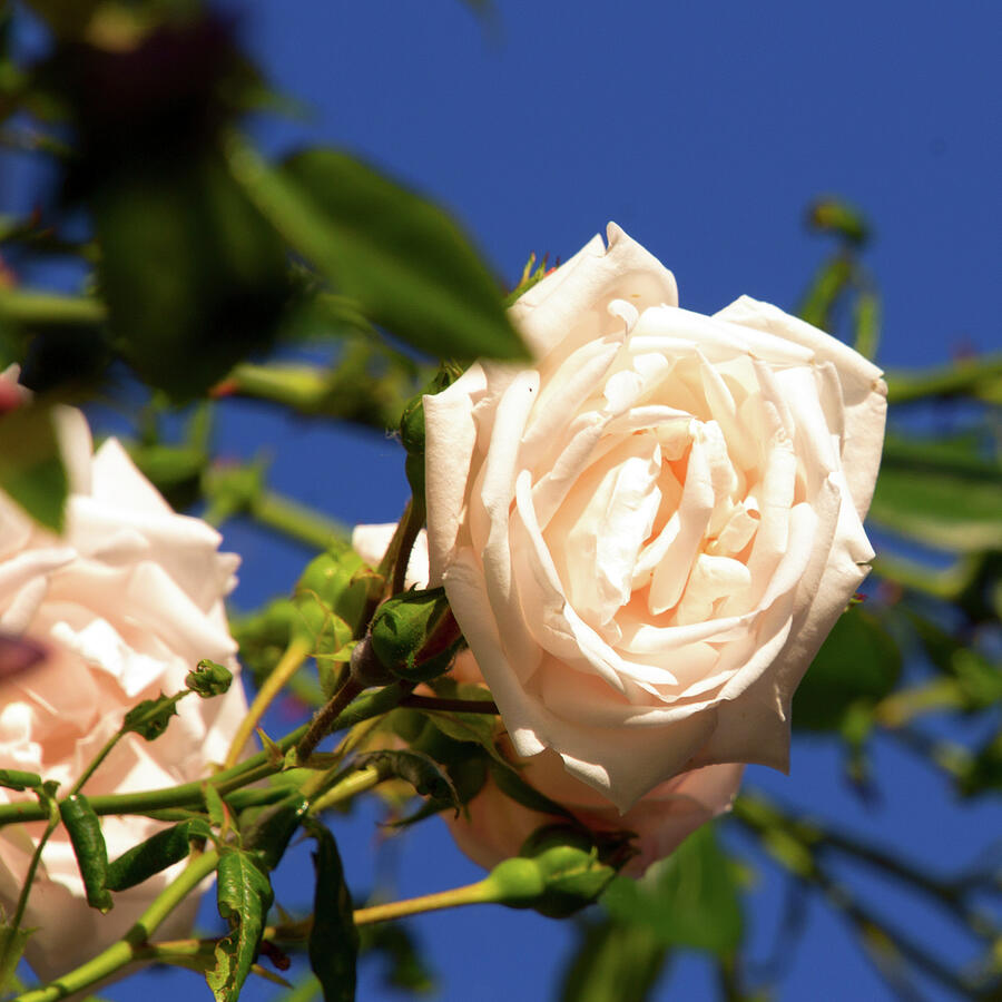 Rose in bloom Photograph by Andre De Wit Rose in bloom Photograph by Andre De Wit