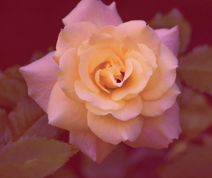 Rose in Blush Haze Photograph by Roberta Byram