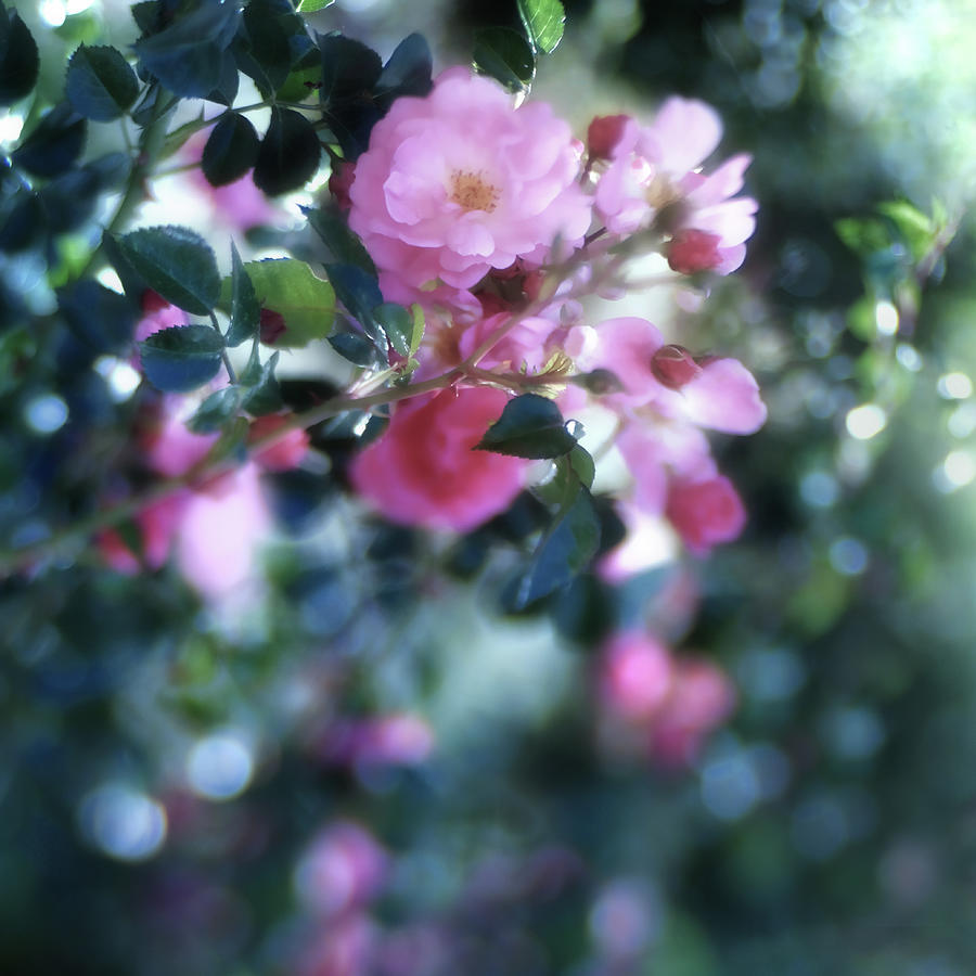 Rose in Dappled Shade Photograph by Debby Rose Fine Art America