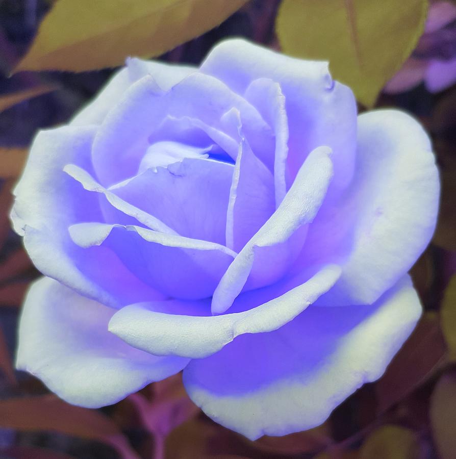 Rose in Mauve Photograph by Loraine Yaffe