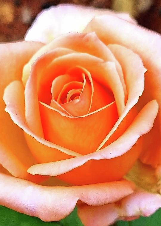 Rose in Orange Photograph by Loraine Yaffe