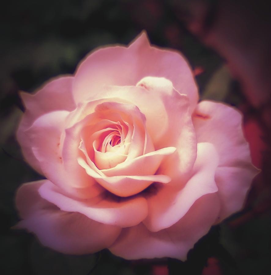 Rose in Pink Photograph by Loraine Yaffe