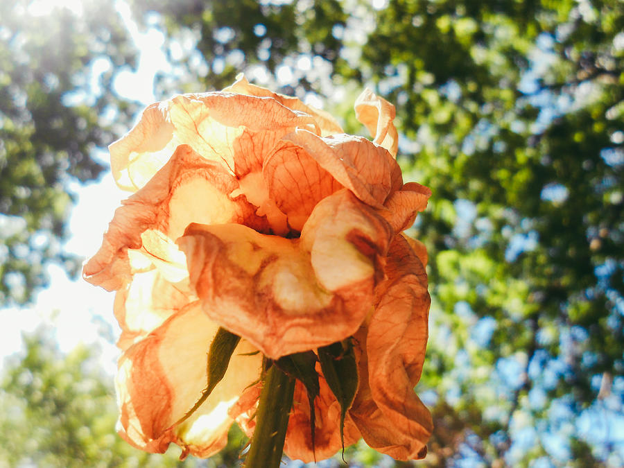 Rose in Sunlight Photograph by W Craig Photography
