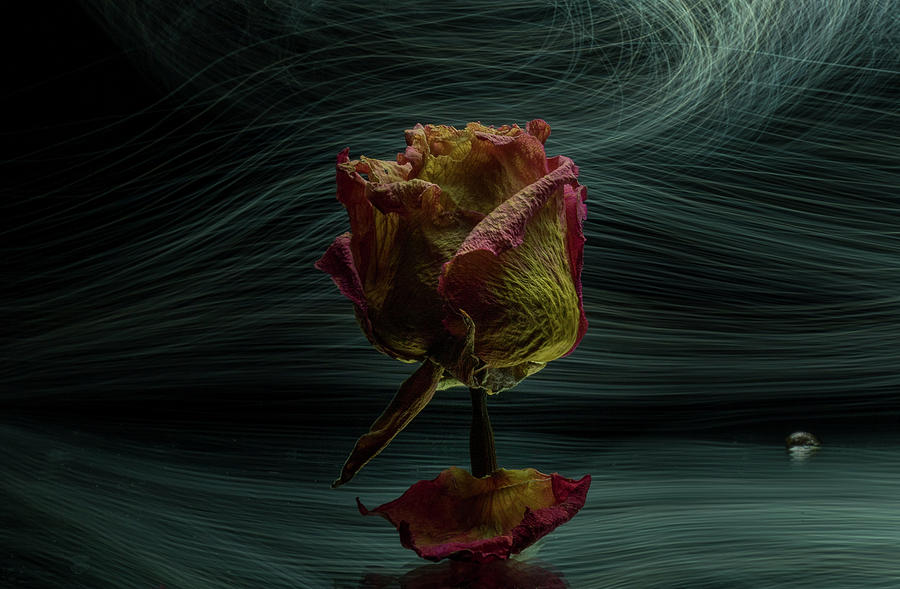 Rose in the Dark Photograph by Jean Noren