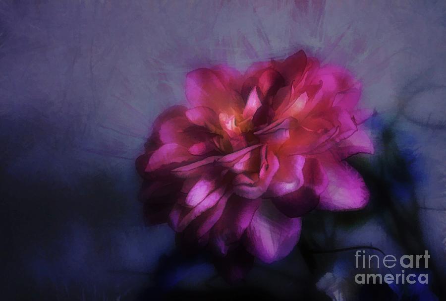 Rose Photograph - Rose in the Dark by Judi Bagwell
