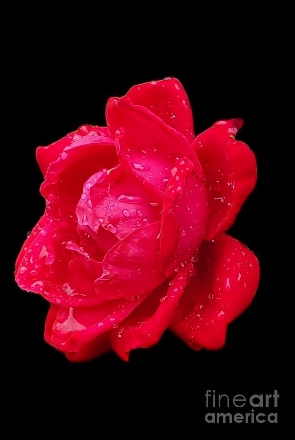 Rose in the Rain Photograph by John Anderson