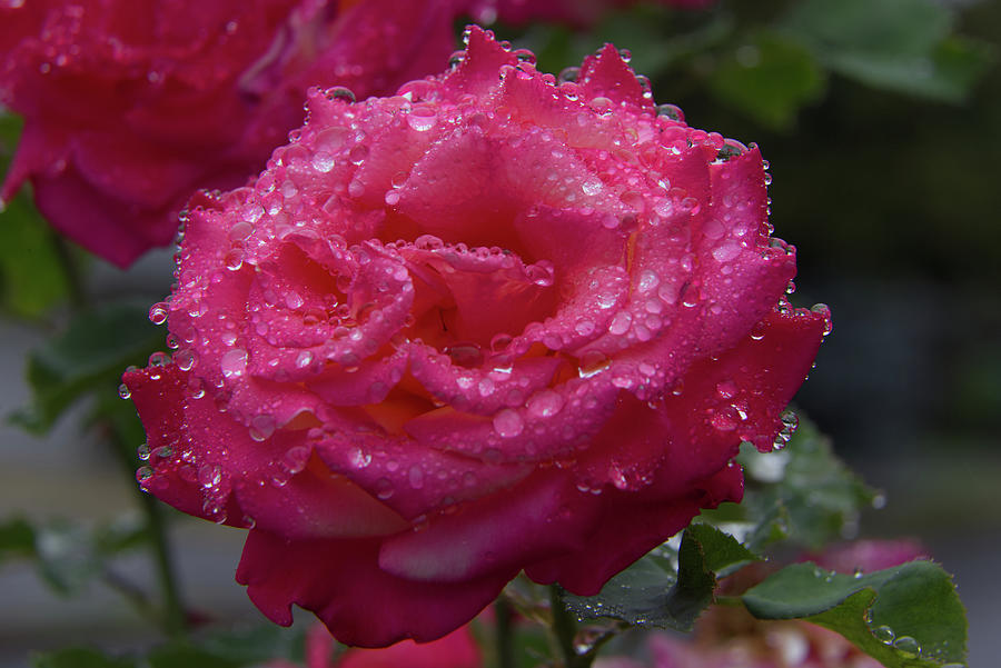 Rose in the rain Photograph by Loyd Towe Photography