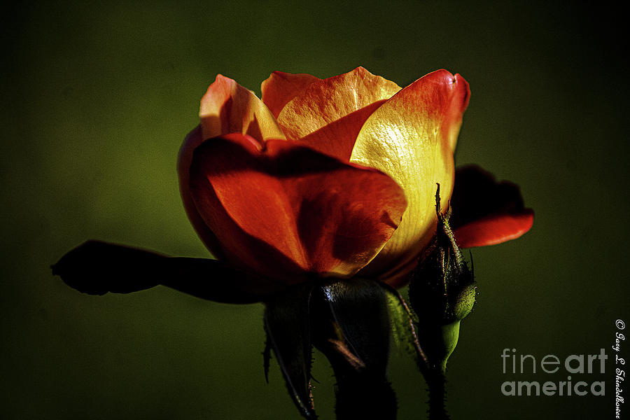 Rose In The Shadows Photograph by Gary Shindelbower - Fine Art America