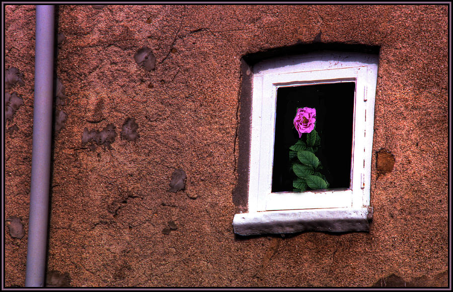 Rose in the Window Photograph by Wayne King