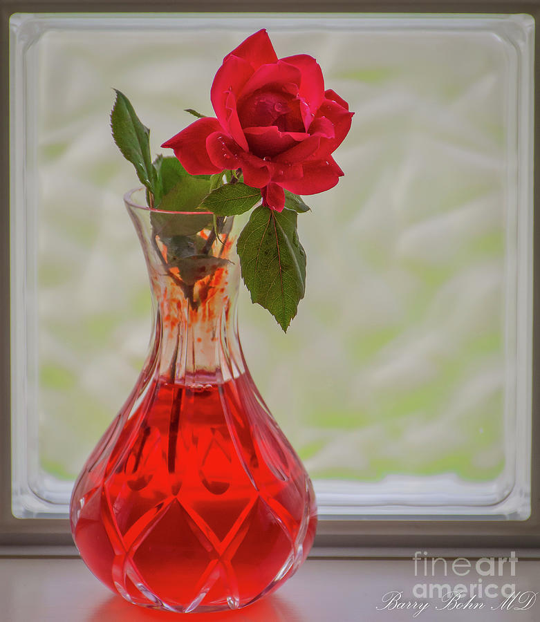 Rose in vase Photograph by Barry Bohn