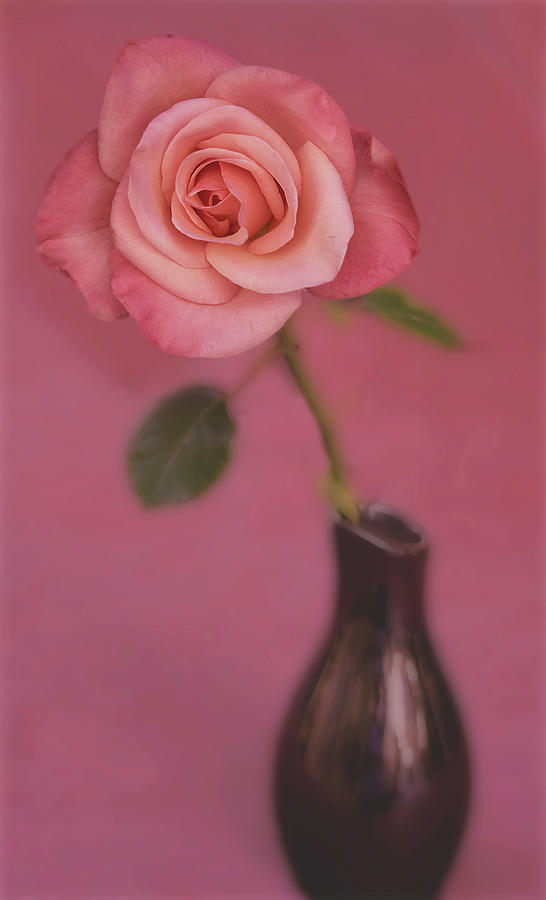 Rose in vase Photograph by Vanessa Thomas