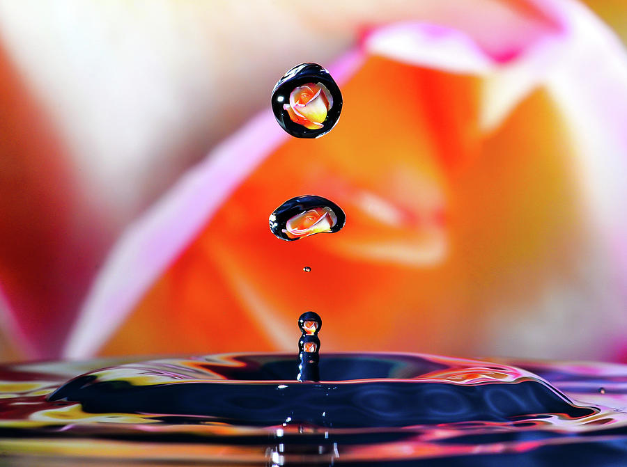 Rose in Waterdrop Photograph by Mark Bloom