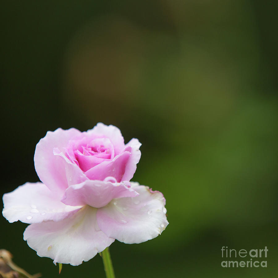 Rose in white and pink Photograph by Agnes Caruso