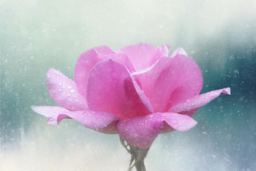 Rose in Winter Digital Art by Terry Davis