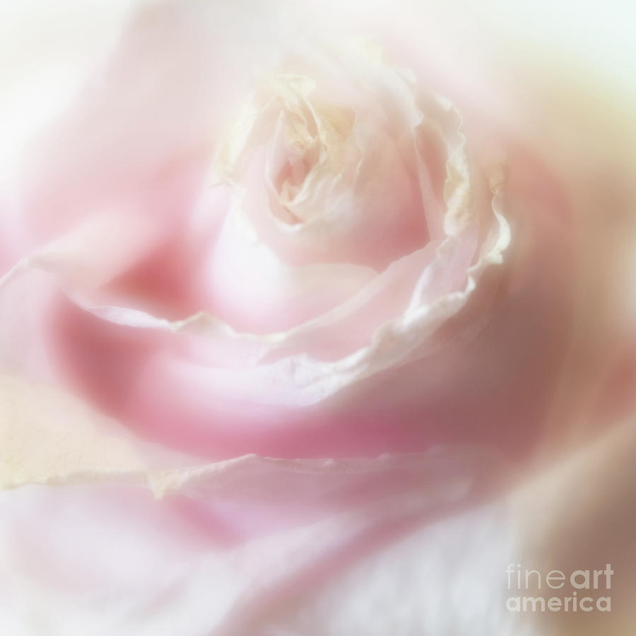 Rose Photograph by Janet Burdon