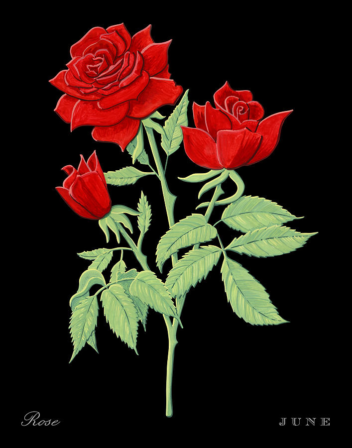 Rose June Birth Month Flower Botanical Print on Black - Art by Jen Montgomery Painting by Jen Montgomery