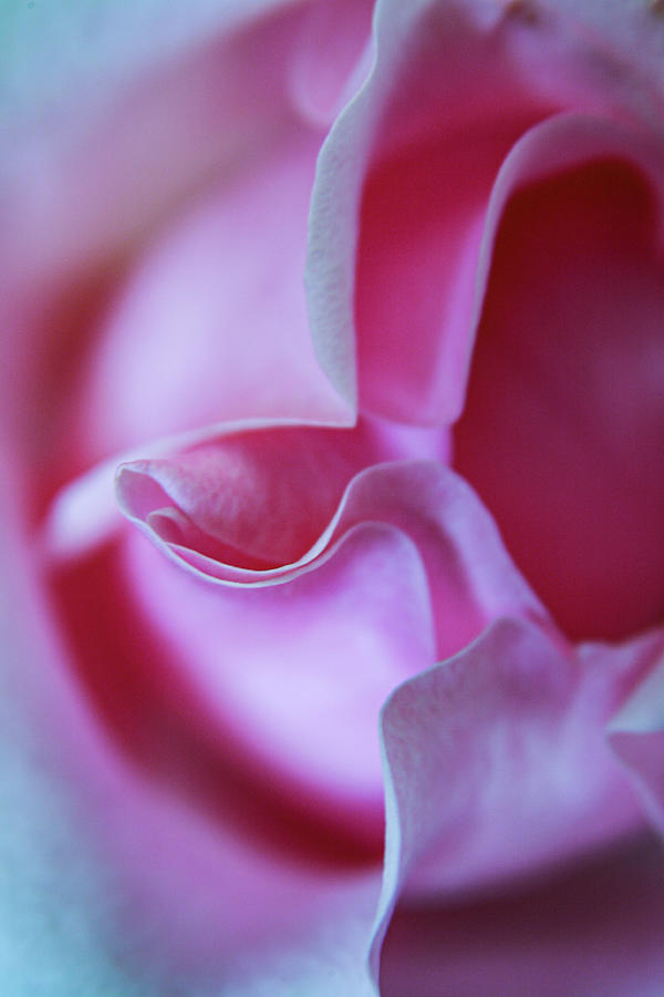 Rose Kiss Photograph by Marian Tagliarino