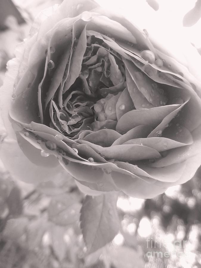 Rose Laughs In Full-blown Beauty BNW Photograph by Leonida Arte