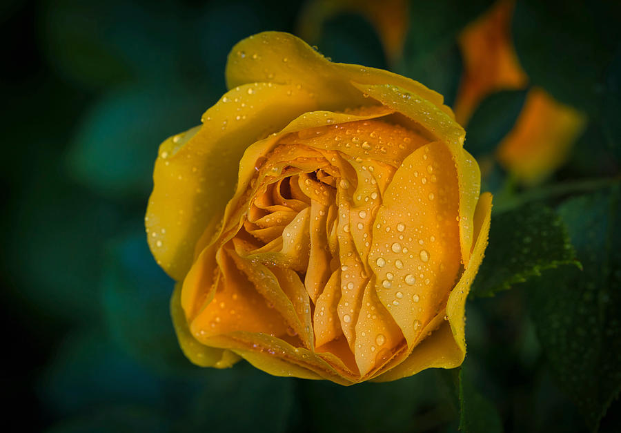 Rose layers and raindrops Photograph by Lynn Hopwood