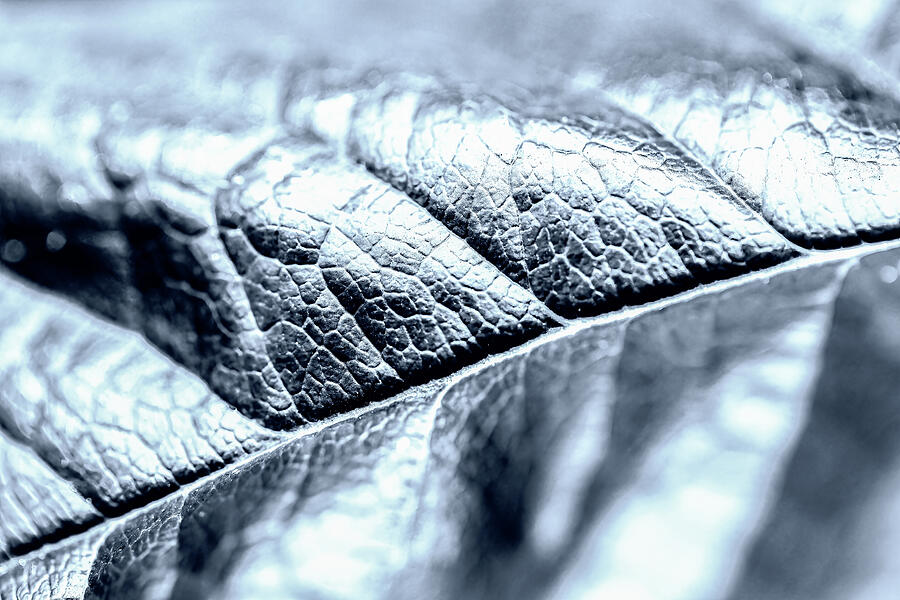 Rose Leaf Abstract Cool Tone Photograph by Tanya C Smith