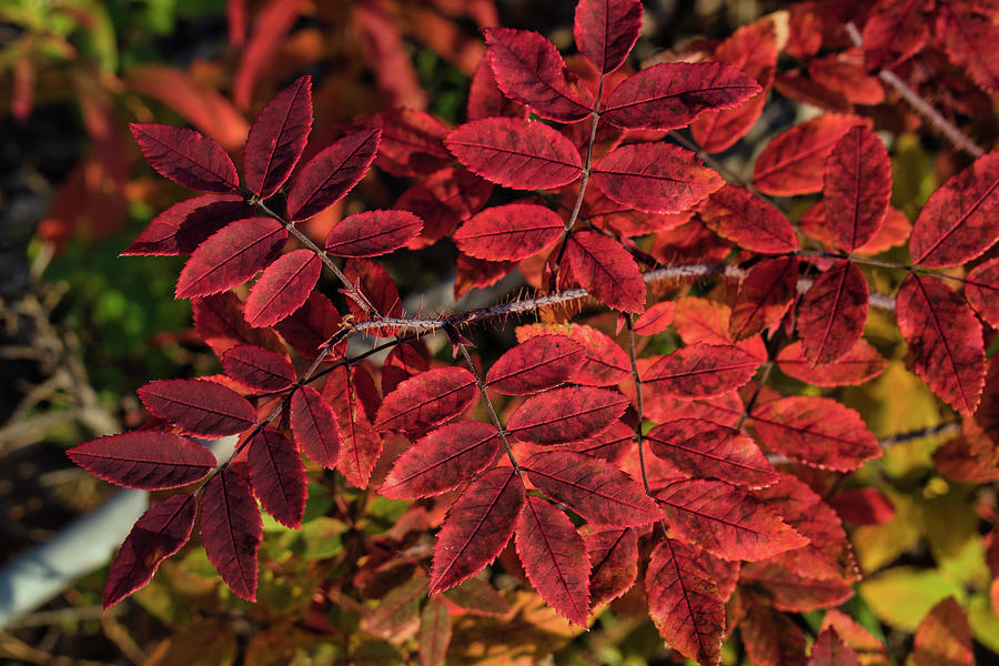 Rose Leaves In Autumn Photograph