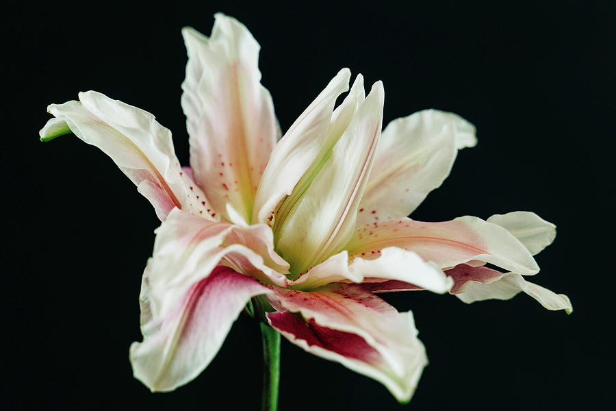 Rose Lily 1287 Photograph by Pamela S Eaton-Ford