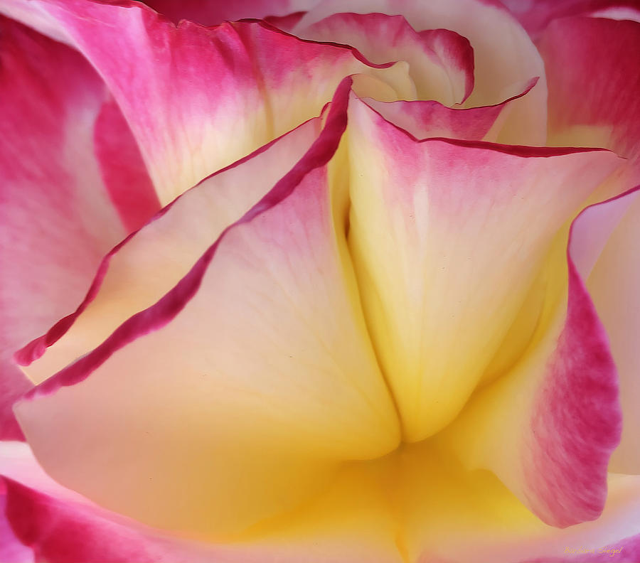 Rose Love Photograph by Barbara Siegel