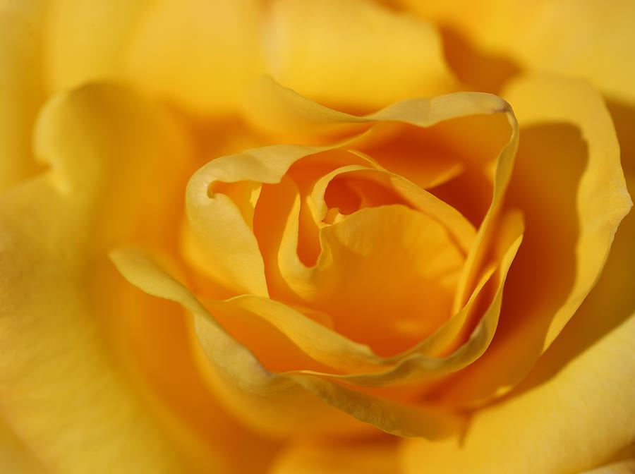 Rose-Lovely Yellow Photograph by Mingming Jiang
