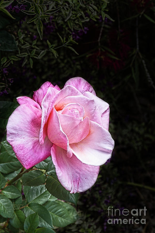 Rose Magic Photograph by Elaine Teague