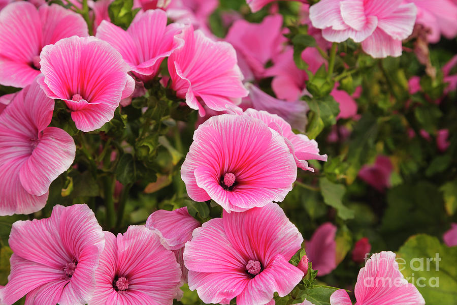 Rose Mallow Flowers Photograph by Erin Paul Donovan