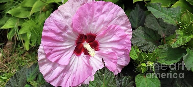 Rose Mallow Photograph by Maxine Billings