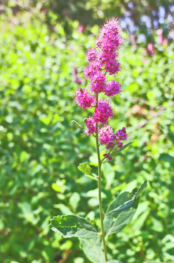 Rose Meadowsweet Photograph by Joyce Dickens Fine Art America