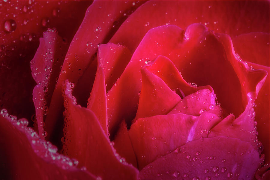 Rose Morning Dew Photograph by Susan Candelario