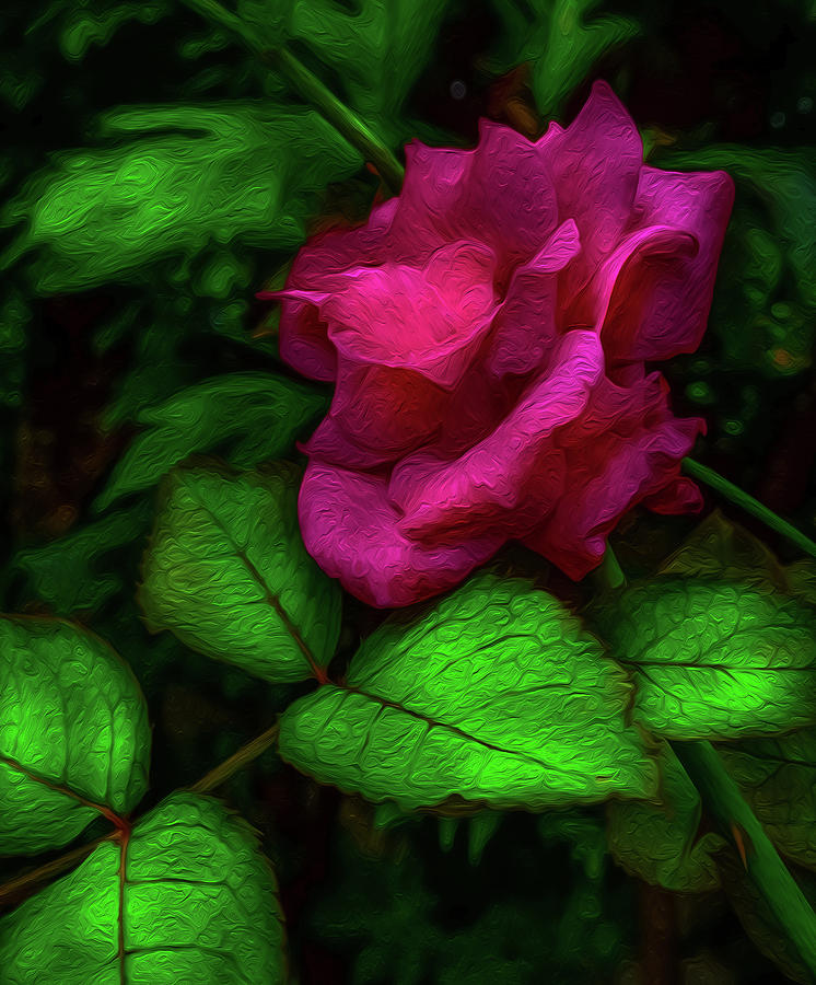 Rose Of Love Nisa Photograph by Jackie Littletaylor - Fine Art America