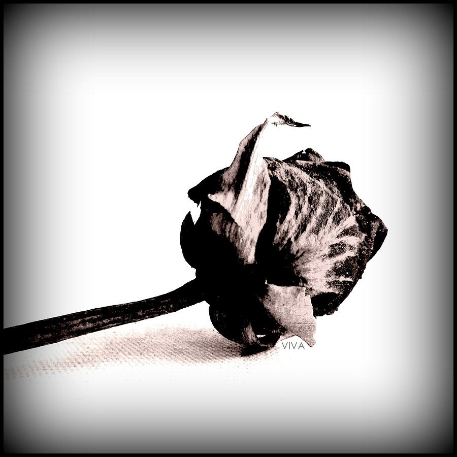 Rose of Remembrance - Lest We Forget Photograph by VIVA Anderson