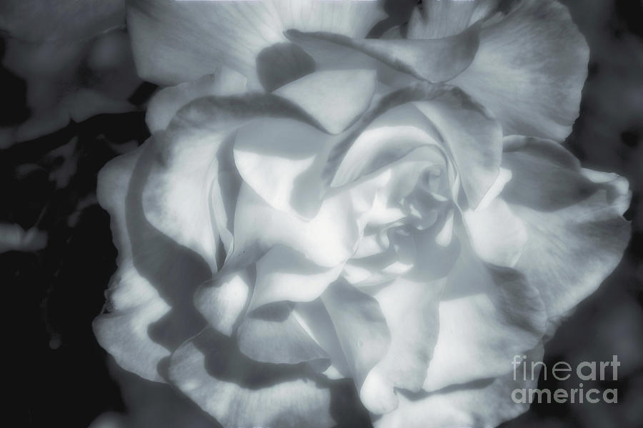 Black And White Photograph - Rose of Shadows by Lauren Leigh Hunter Fine Art Photography