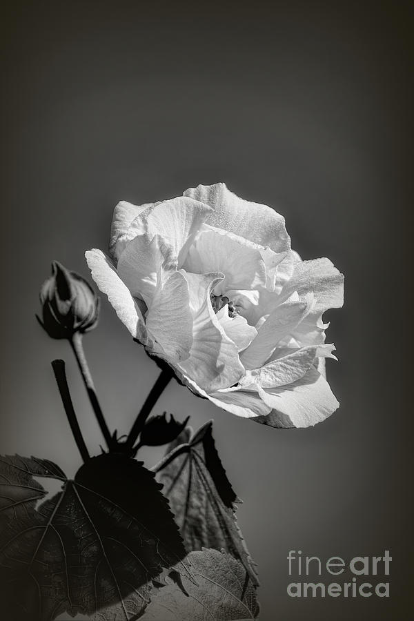 Rose of Sharon 9 Photograph by Elaine Teague