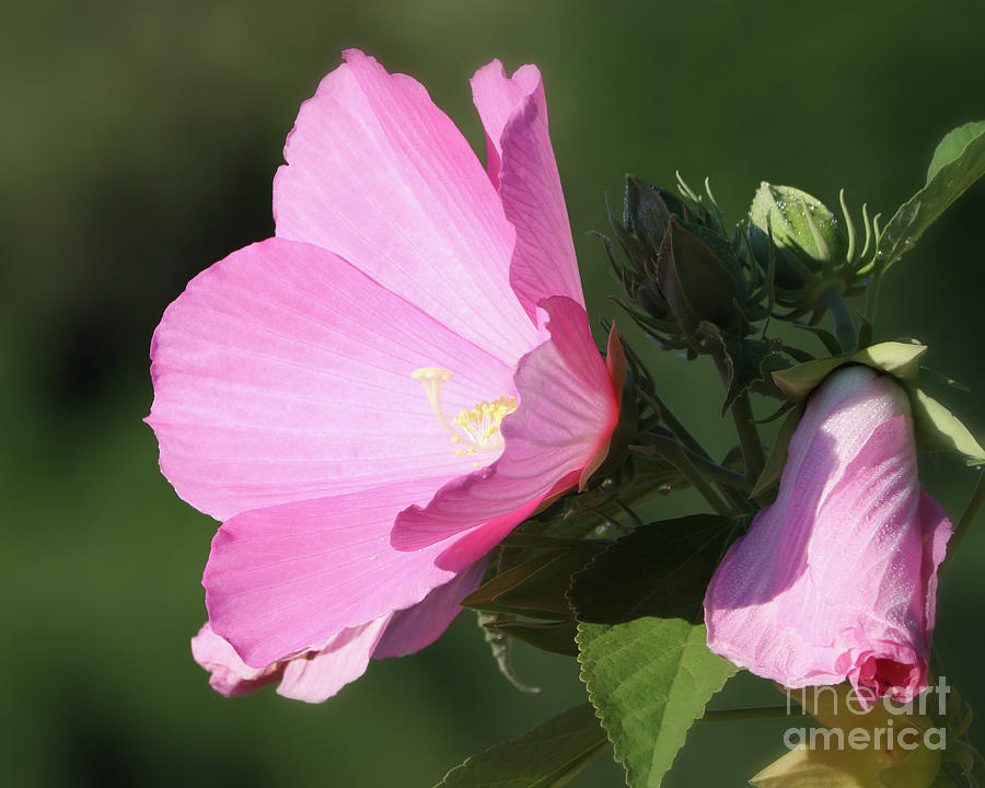 Rose of Sharon Photograph by Anita Oakley