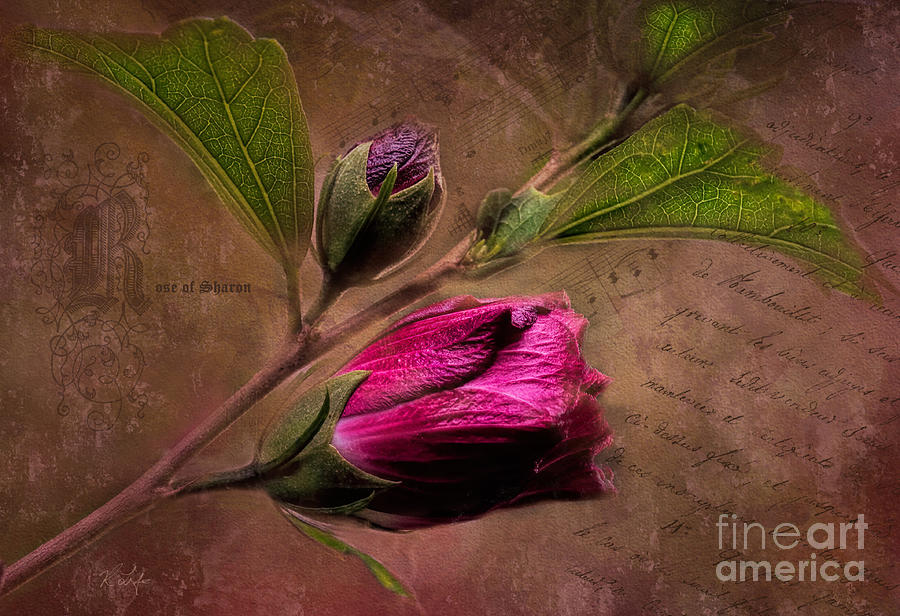 Flower Photograph - Rose of Sharon Bud by Rosanna Life