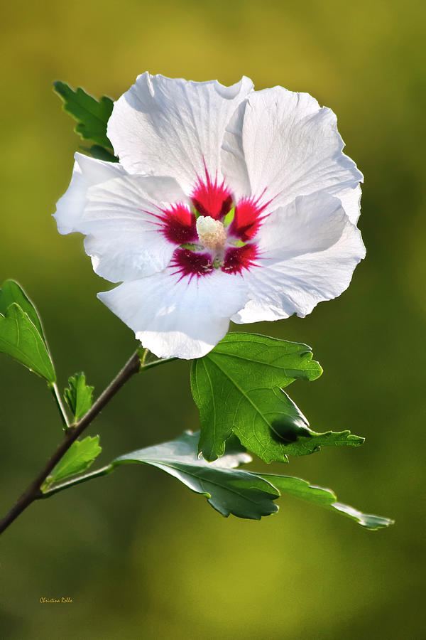 Rose Of Sharon Flower Photograph by Christina Rollo