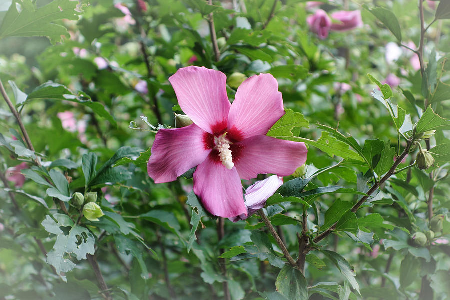 Rose of Sharon  Photograph by Russel Considine