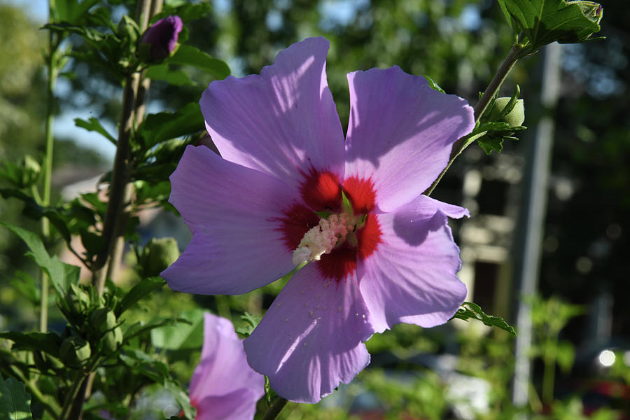 Rose Of Sharon In Sun Photograph By Robert Tubesing - Fine Art America