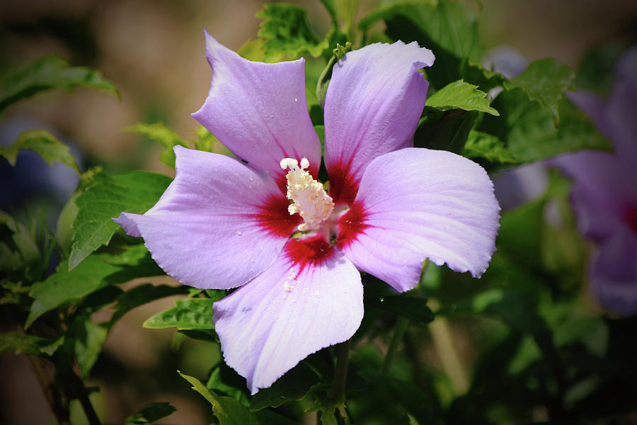 Rose of Sharon in the Sunshine Photograph by Gaby Ethington