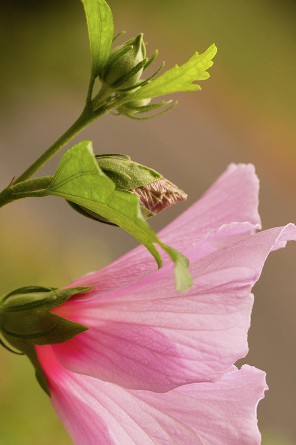 Rose Of Sharon - In Time Photograph