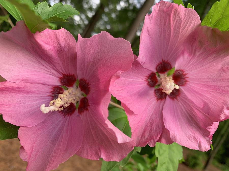 Rose of Sharon Photograph by Lee Darnell