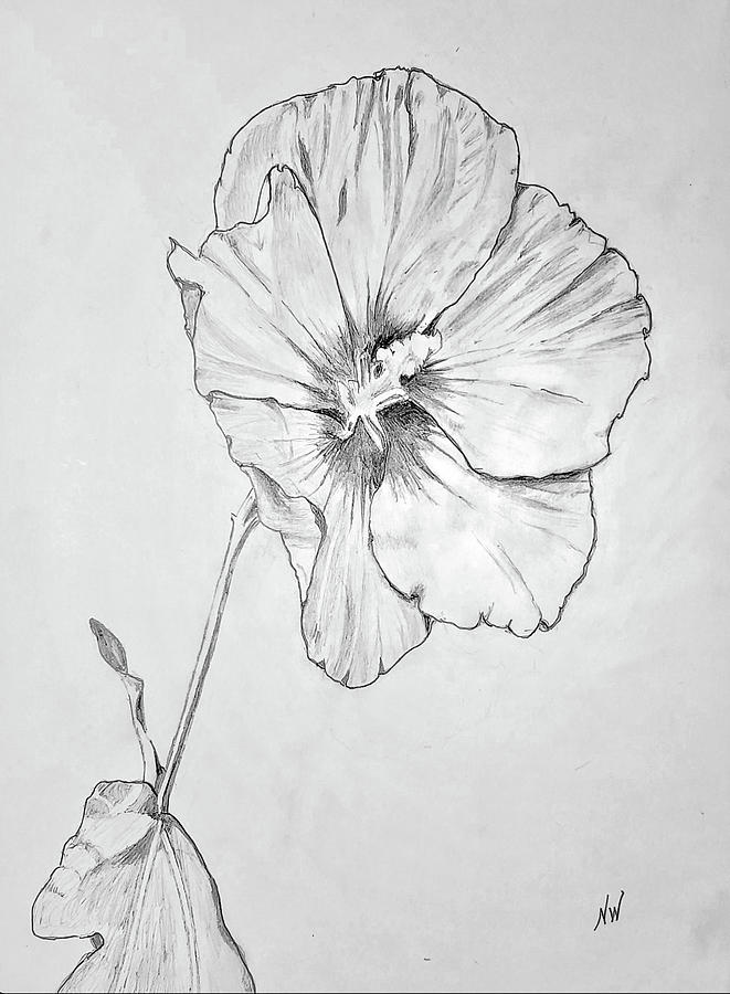 Rose Of Sharon Drawing by Nancy Wilt