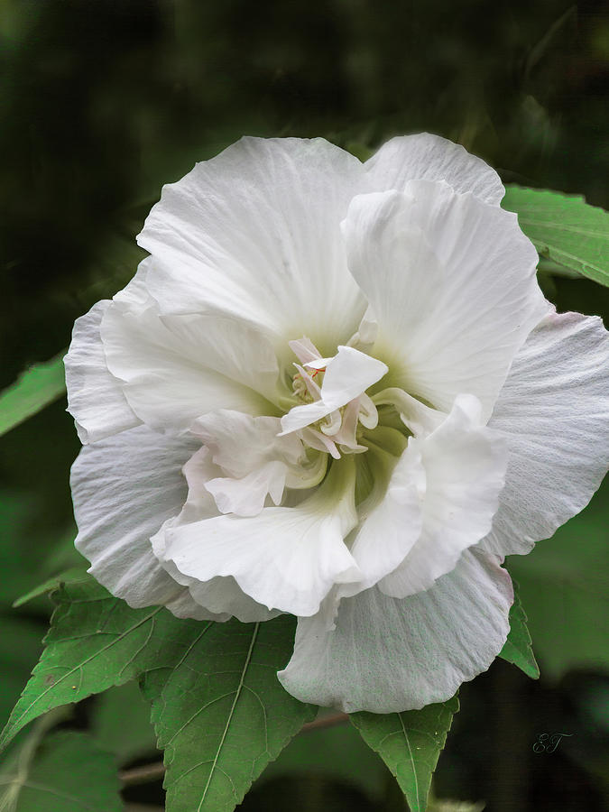 Rose of Sharon - White Chiffon Hibiscus #3 Photograph by Elaine Teague